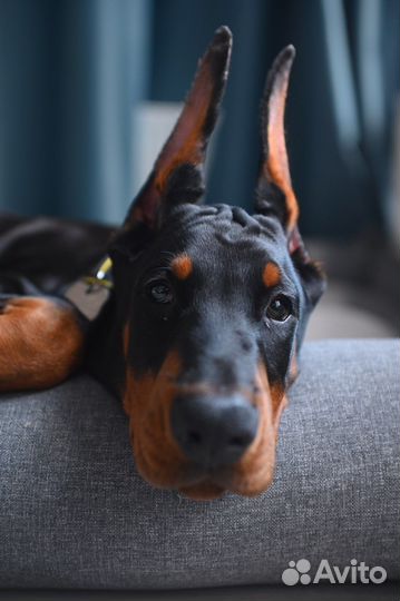 Доберман щенок