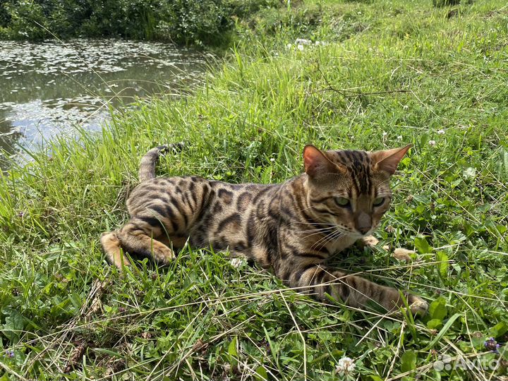 Бенгальский кот вязка