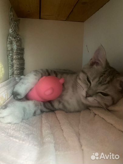 Шотландский прямоухий кот