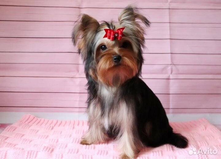 Йоркширский терьер девочки