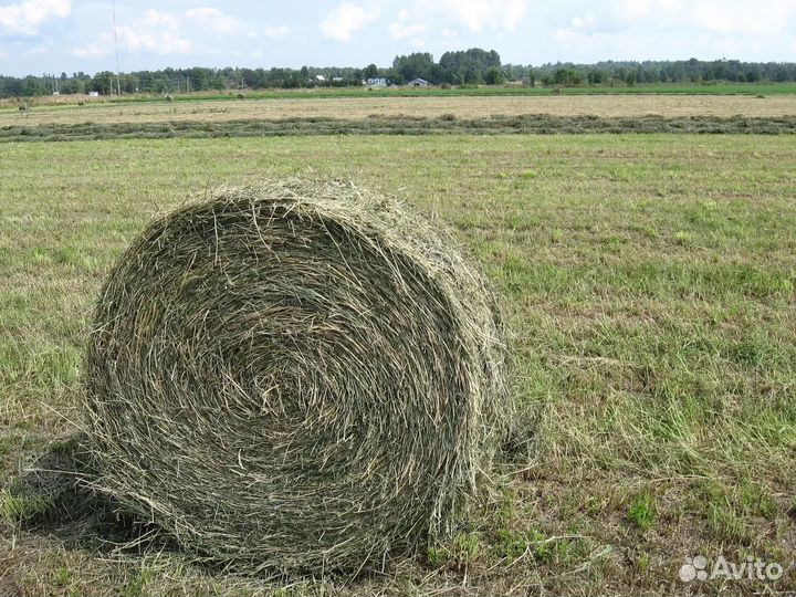 Сено в рулонах 2023
