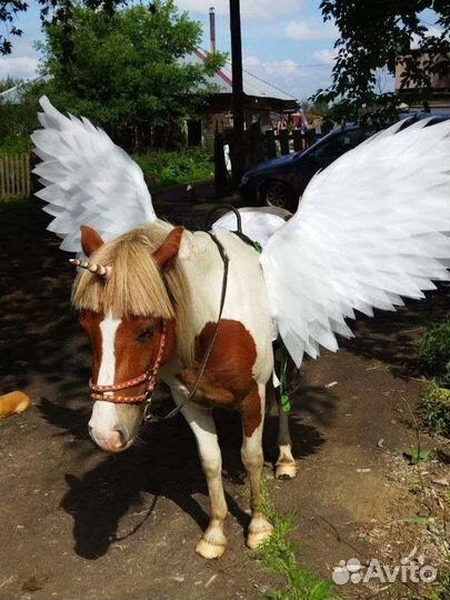 Амуниция для пони для лошади крылья