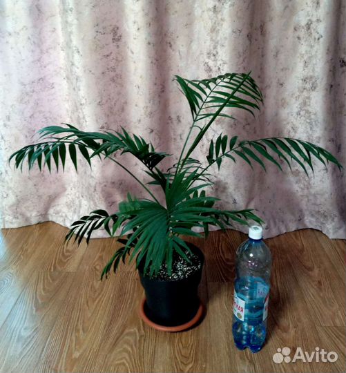 Пальма хамедорея