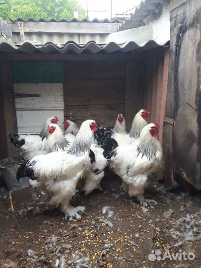 Петухи Брама