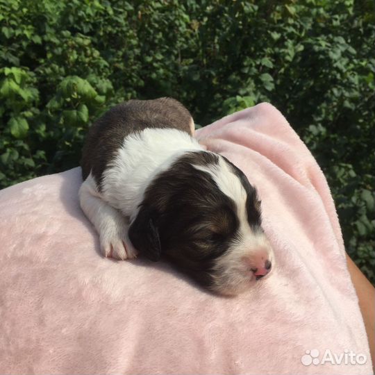 Щенок спаниеля метис