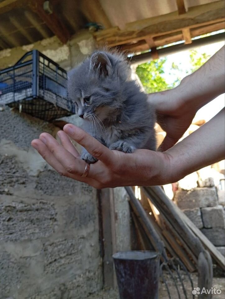 Котята в добрые руки бесплатно