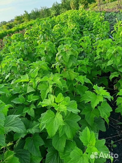 Саженцы черной смородины