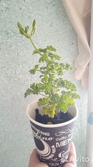 Пеларгония герань ангел