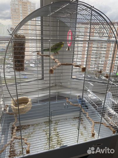 Попугай+ клетка