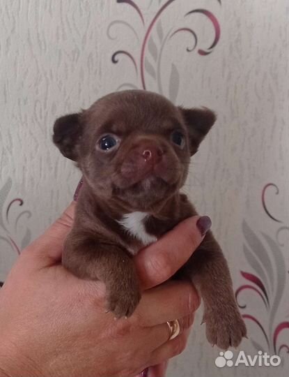 Щенки чихуахуа