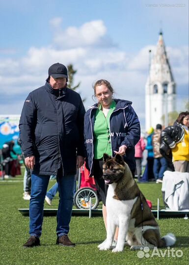 Профессиональный хендлер г. Владимир