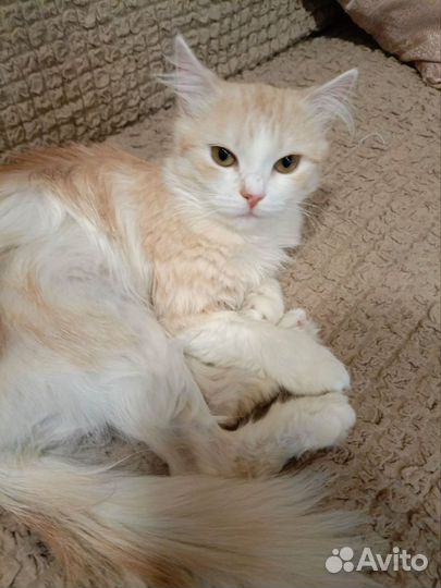 Котик