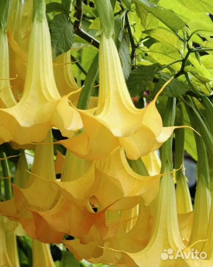 Бругмансия