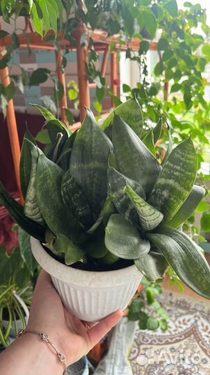 Сансивьерия