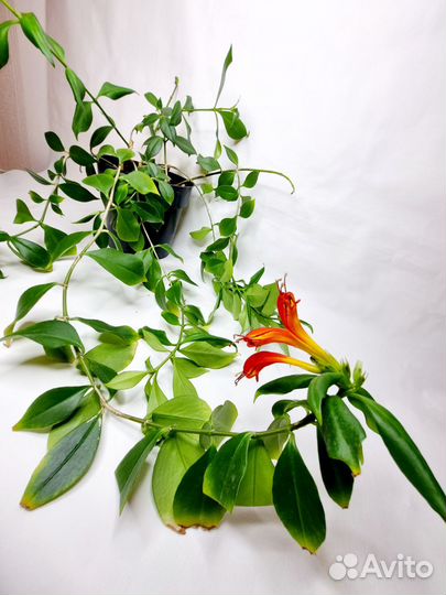 Эсхинантус жар птица