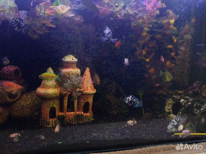 Аквариум 80л