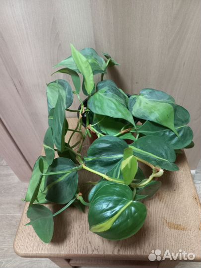 Комнатные растения и сопутствующее