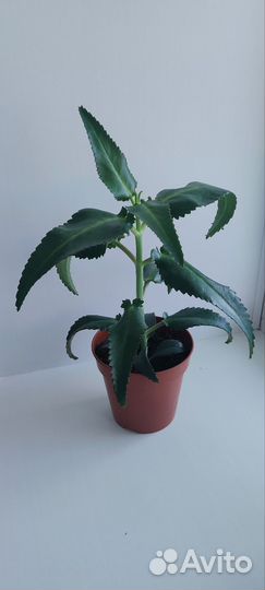 Каланхоэ лечебное