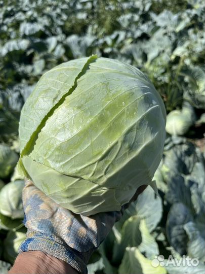 Капуста оптом