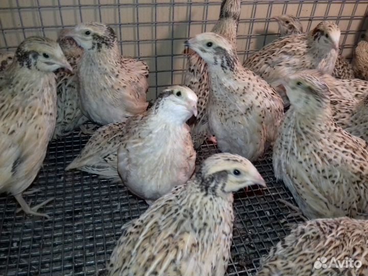 Домашние перепелиные яйца