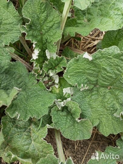 Сок лопуха (репейника)