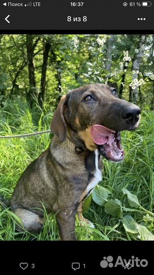 Щенки бесплатно, приют сочи, доставка