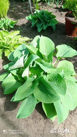 Хоста Атлантис и другие