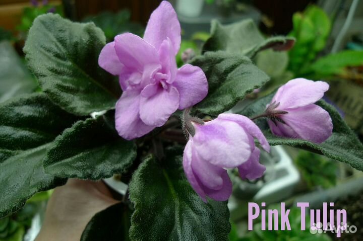 Мини фиалки сортовые