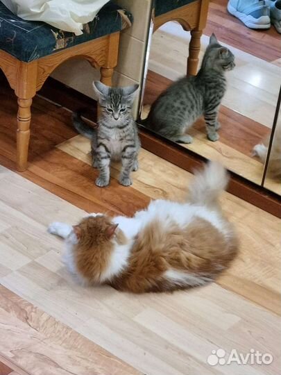 Сибирский Котенок Бантик