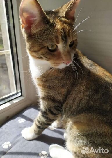 Кошка Анфиса с хорошие руки