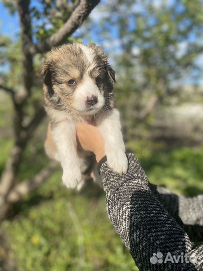 Щенки в добрые руки