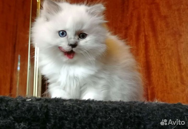 Открыто бронирование Рэгдоллы с документами