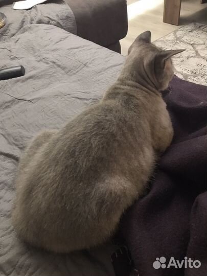 Кот Аркадий ищет дом