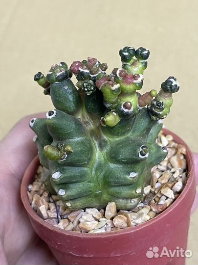 Gymnocalycium monstrose
