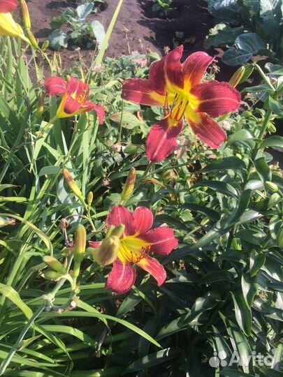 Многолетники