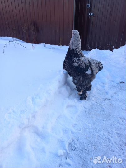 Семья Брама