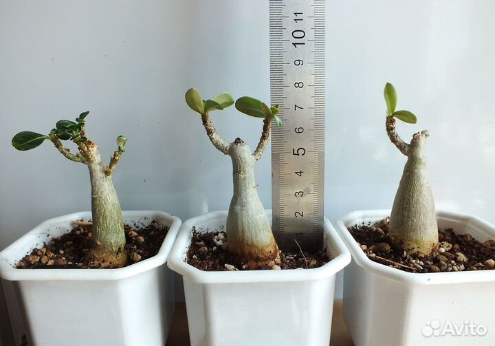 Адениумы сортовые, обесум, арабикум, сокотранум