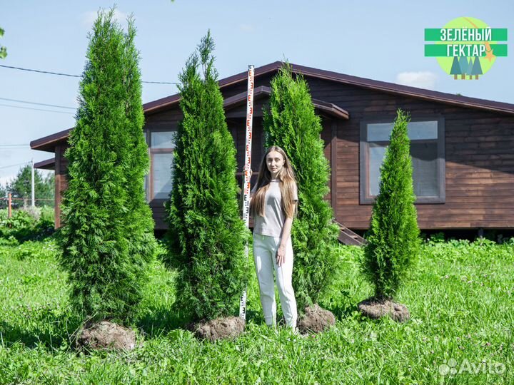 Туя смарагд 200 см свежая копка 2023