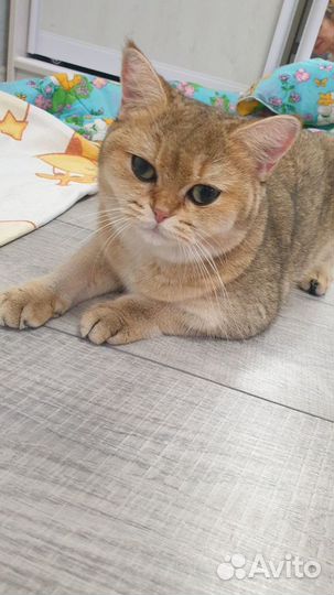 Ищем кота для кошки породы золотая шиншилла