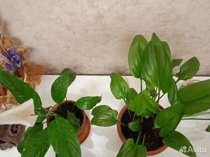 Дримиопсисы, аглаонемы, драцены. Комнатные цветы