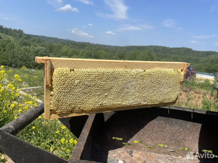 Мед в сотах