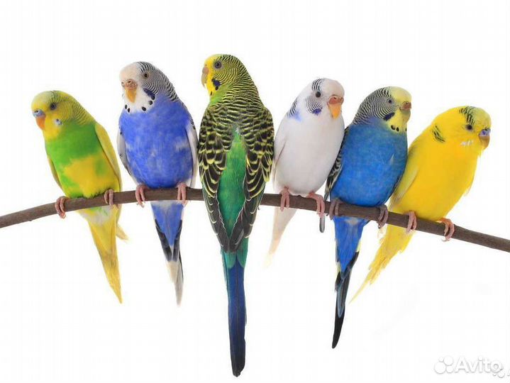 Волнистый попугайчик