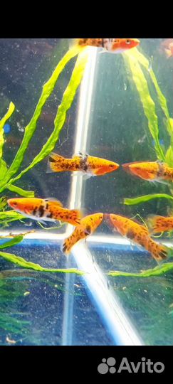 Меченосец Ситцевый (самцы)