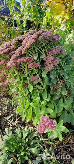 Очиток видный саженцы - отростки делёнки