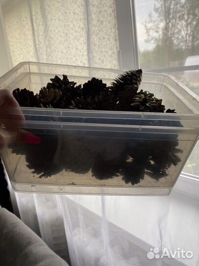 Шишки для поделок