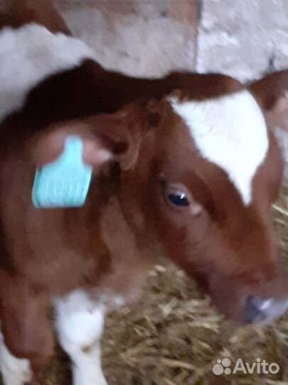 Телята бычки