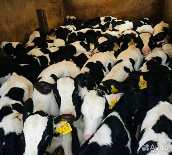 Продаю телят