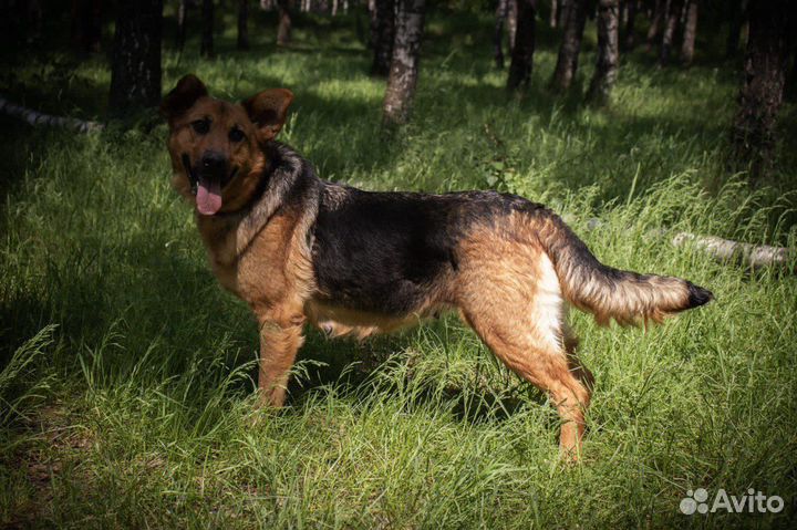 Собака в добрые руки