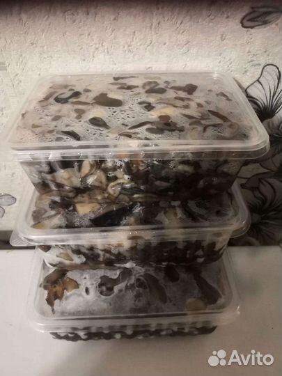 Грибы белые