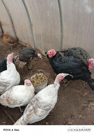 Индюки на племя